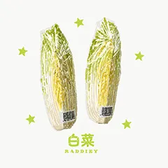 白菜のイラスト